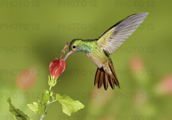 Buff-bellied Hummingbird (Amazilia yucatanensis), Texas, USA