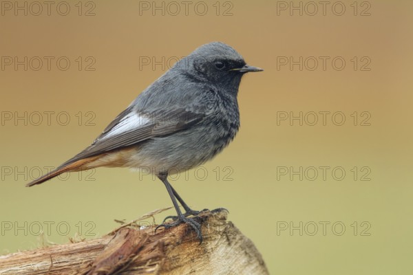 Hausrotschwanz, Phoenicurus ochruros Black Redstart, Phoenicurus ochruros