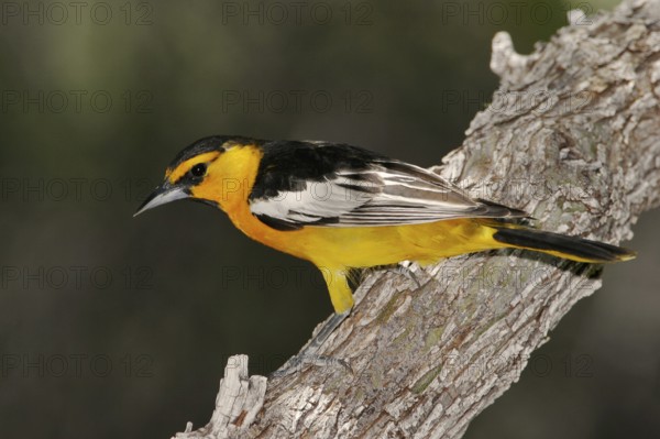 Bullock's Oriole (Icterus bullockii), Arizona, USA