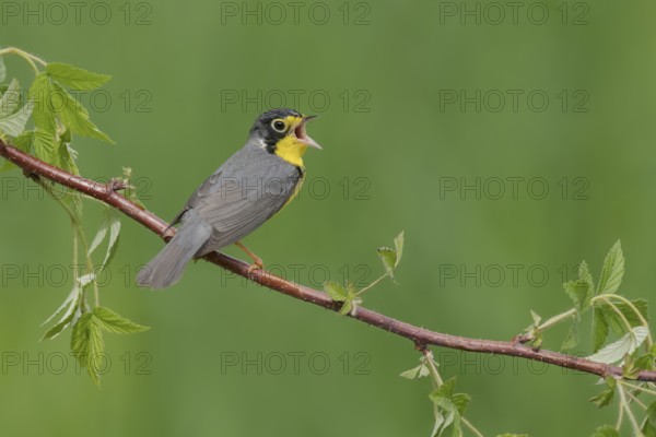 Canada Warbler (Cardellina canadensis) male singing from a branch, Minnesota, USA