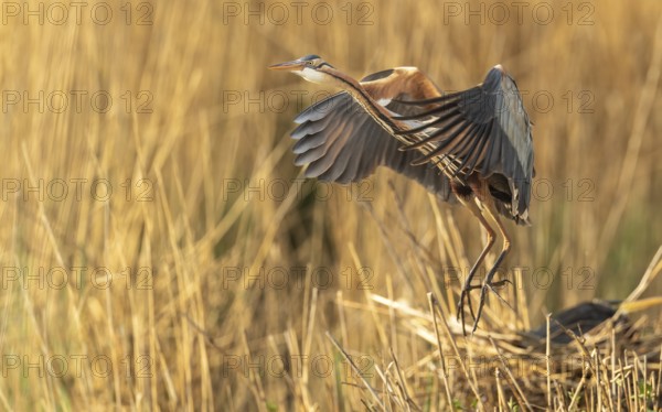 Purpurreiher (Ardea purpurea)