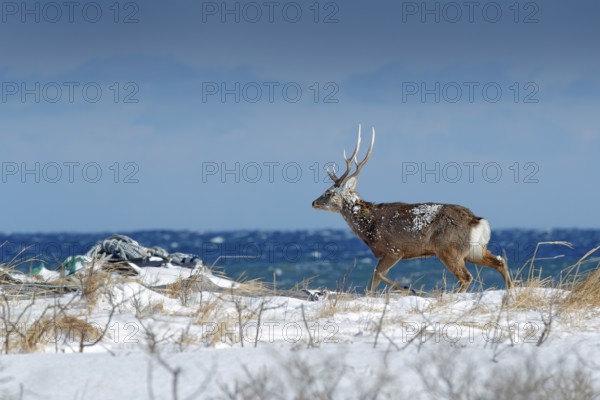 Hokkaido sika deer, Cervus nippon yesoensis, in snow meadow, blue sea with waves in background. Animal with antler in nature habitat, winter scene, Hokkaido, wildlife nature, Japan