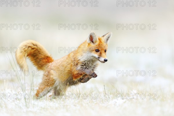 Red Fox jumping, Vulpes vulpes, wildlife scene from Europe. Orange fur coat animal hunting in the nature habitat. Fox jump on the green forest meadow with first snow. Wildlife scene from nature