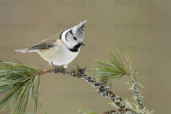 European Crested Tit (Lophophanes cristatus), Switzerland
