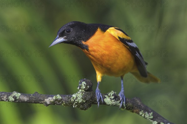 Baltimore Oriole (Icterus galbula) male, Costa Rica