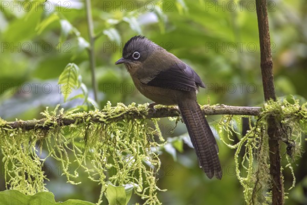 Black-crowned Barwing (Actinodura sodangorum) perched on a branch, Ngoc Linh, Vietnam