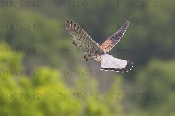 Common Kestrel (Falco tinnunculus) male flying, Hesse, Germany