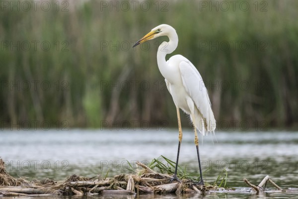 Great Egret (Ardea alba) foraging, Subotica, Serbia