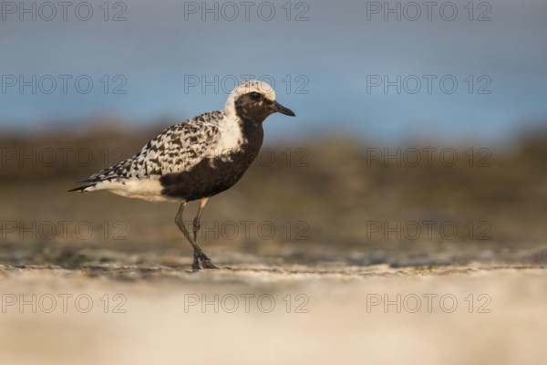 Grey Plover (Pluvialis squatarola), Poland