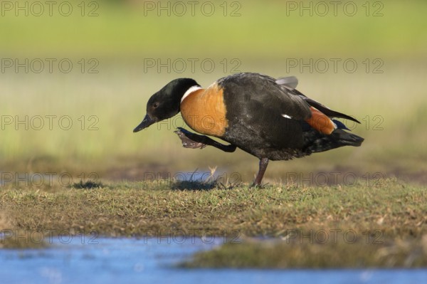 Australian Shelduck (Tadorna tadornoides) male, Victoria, Australia