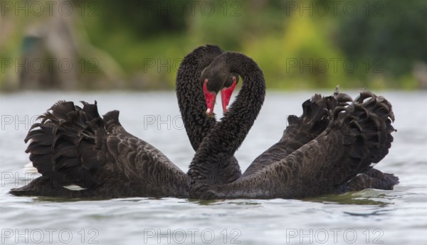 Black Swan (Cygnus atratus) pair displaying, Victoria, Australia