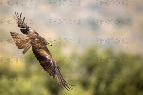 Black Kite (Milvus migrans) flying, Extremadura, Spain