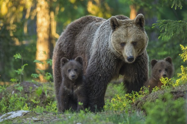 Eurasian Brown Bear (Ursus arctos) mother with cubs in forest, Finland