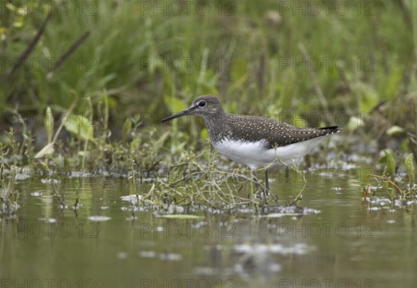 Green Sandpiper (Tringa ochropus), Mecklenburg-Western Pomerania, Germany