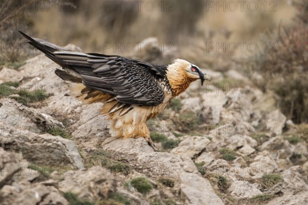 Bearded Vulture (Gypaetus barbatus), Catalonia, Spain