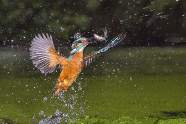 Common Kingfisher (Alcedo atthis) male fishing, Lower Saxony, Germany