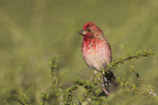 Common Rosefinch - Karmingimpel - Carpodacus erythrinus ssp. ferghanensis, Kyrgyzstan, adult male