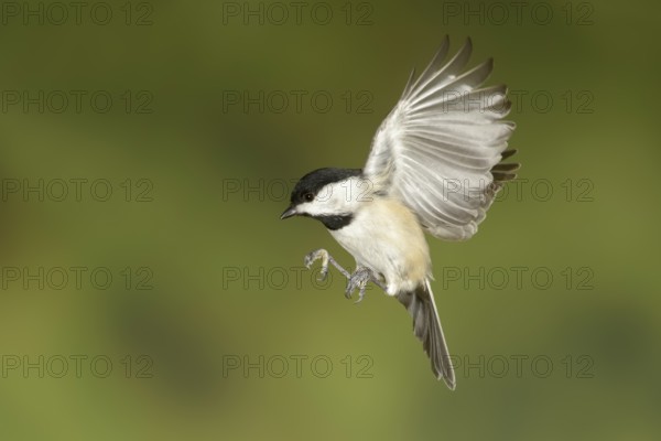Carolina Chickadee (Poecile carolinensis) flying, Texas, USA
