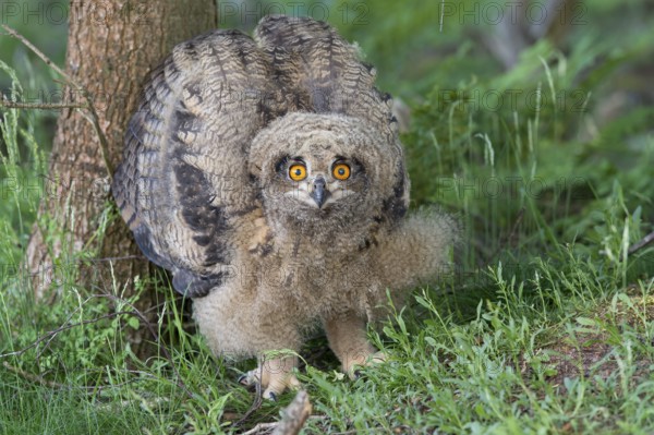 Eurasian Eagle-Owl (Bubo bubo) juvenile, Lower Saxony, Germany