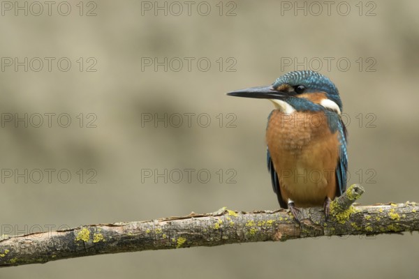 Ijsvogel juvenile man, Kingfisher juvenile male