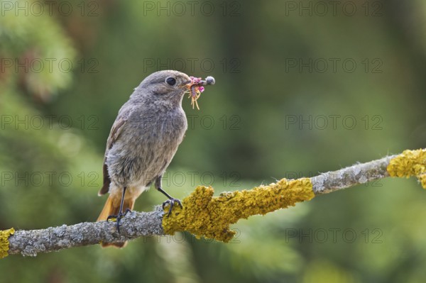 Black Redstart (Phoenicurus ochruros) female with insect prey in beak, Bavaria, Germany