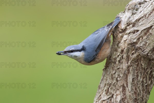 Eurasian Nuthatch (Sitta europaea), Berlin, Germany