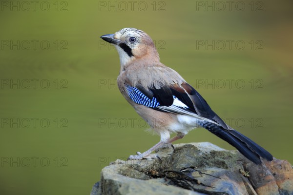 Eurasian Jay (Garrulus glandarius), Andalusia, Spain