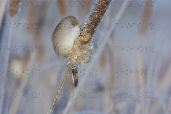 Bearded Reedling (Panurus biarmicus) female feeding on cattail seed, Thuringia, Germany