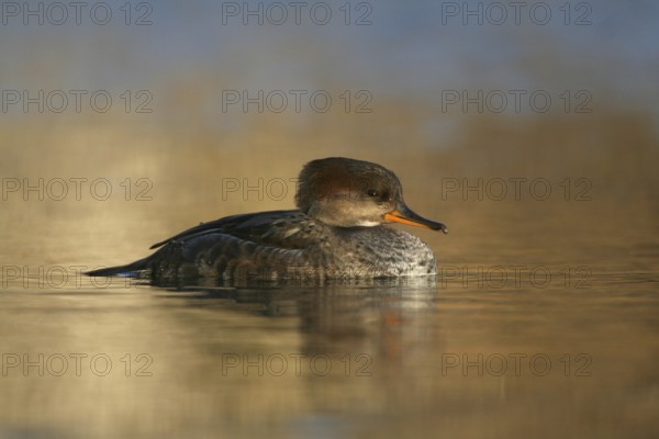 Hooded Merganser (Lophodytes cucullatus) juvenile, Ohio, USA