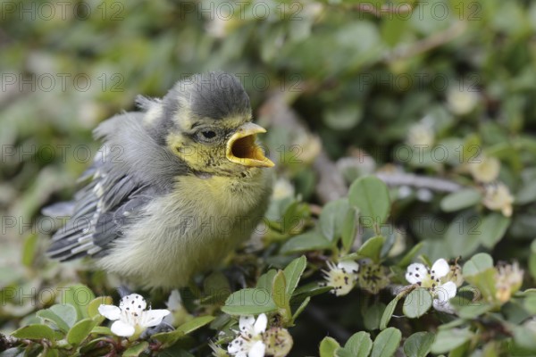 Eurasian Blue Tit (Cyanistes caeruleus) juvenile, Lower Saxony, Germany