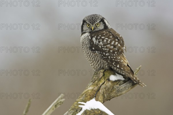 Northern Hawk-Owl (Surnia ulula), Ontario, Canada