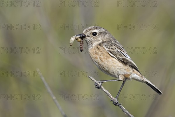 European Stonechat (Saxicola rubicola) female with a worm in its beak, Netherlands