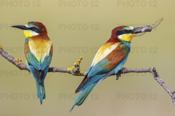 European Bee-eater (Merops apiaster) pair perched on a branch, Lesvos, Greece