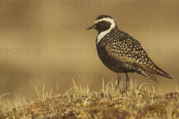 American Golden-Plover (Pluvialis dominica) feeding on the tundra in Northern Alaska