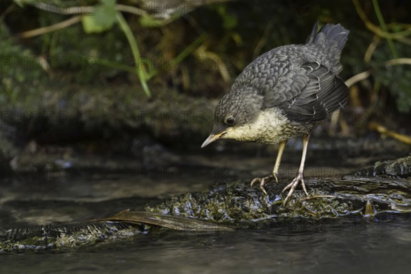 White-throated Dipper (Cinclus cinclus) juvenile foraging, North Rhine-Westphalia, Germany