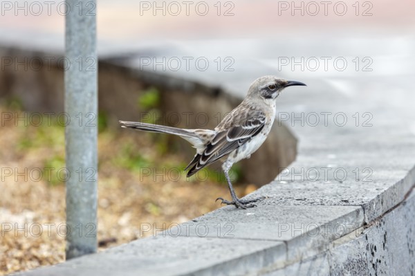 Mockingbirds (Mimidae), San Cristobal, Galapagos, Ecuador