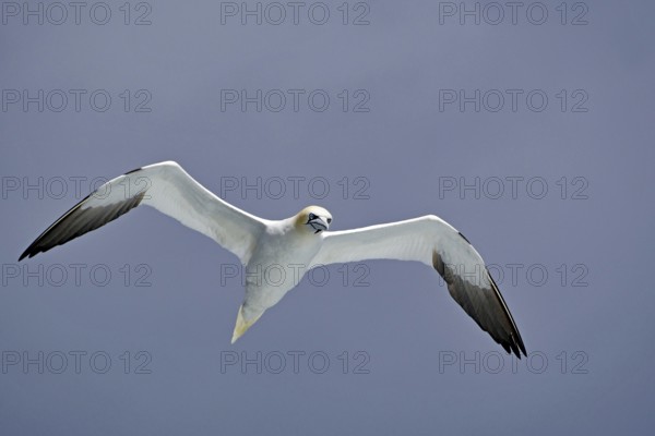 A gannet gliding in the sky with open wings, boat tour, Noss, Shetland Islands, Scotland, Great Britain