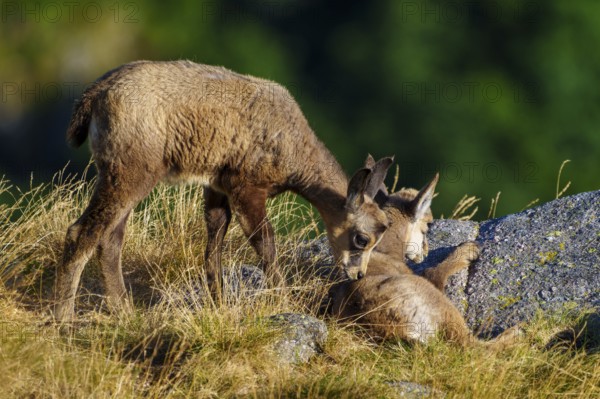 Two young chamois kneeling next to another deer, both on a grassy plain with rocks, chamois, chamois, (Rupicapra rupicaprae), fawn, wildlife, Vosges, France