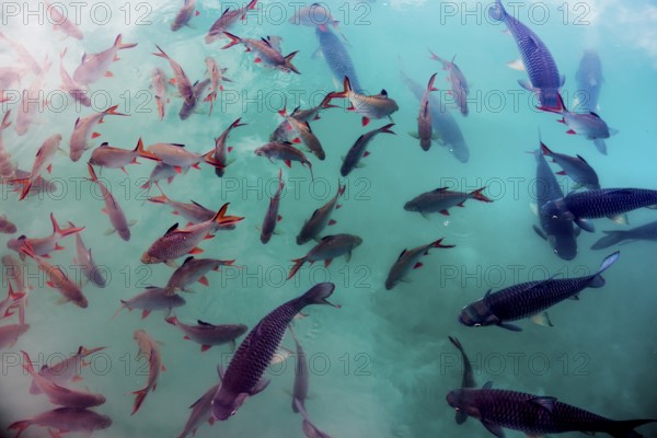 School of fish, Cheow Lan Lake, Khao Sok National Park, Phang Nga, Surat Thani, Thailand