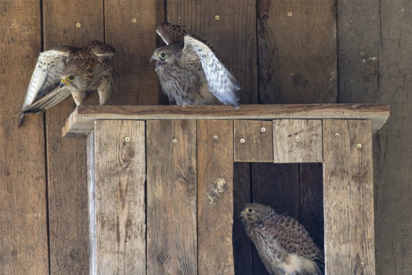 Kestrel (Falco tinnunculus) female and begging juvenile at the incubator, village in Münsterland, North Rhine-Westphalia