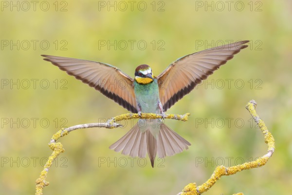 Bee-eater (Merops apiaster) a bird approaching, wildlife, mating, migratory bird, raptor, animals, birds, Lake Neusiedl National Park, Seewinkel, Burgenland, Austria