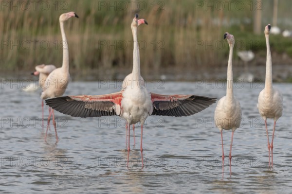 A flamingo opens its wings and highlights its magnificent plumage. The scene captures the essence of the wild in serene surroundings. Saintes Maries de la Mer, Arles, Bouches du Rhone, Provence Alpes Cote d'Azur, France