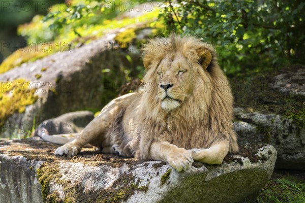 Southern African lion (Panthera leo melanochaita) male, lying on a rock, captive, Zoo Augsburg, Germany