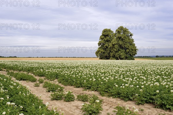 Deciduous trees, lime tree (Tilia) in a field with potato plants (Solanum tuberosum) at flowering time, North Rhine-Westphalia, Germany