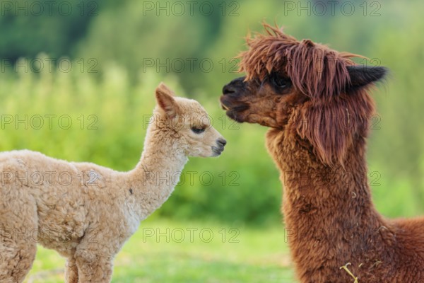 A freshly born white alpaca (Vicugna pacos) stands in front of its brown mother and sniffer on her snout (kisses her)