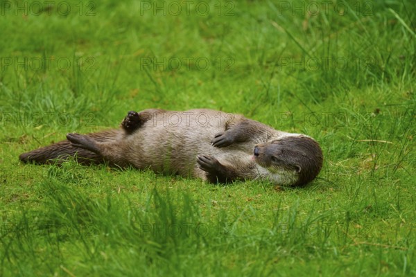 European otter (Lutra lutra), lying on its side in the grass and seemingly enjoying its surroundings, Germany