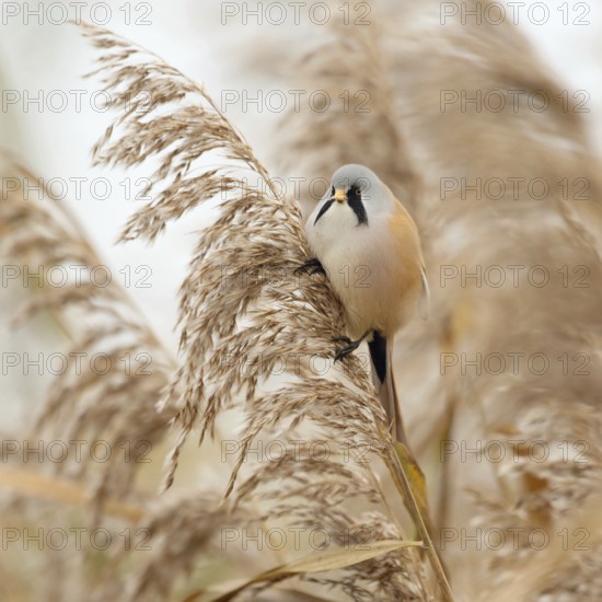 In the middle of the reeds... Bearded Tit (Panurus biarmicus), male bird feeds on seeds, changes diet for winter, reed-dwelling, highly specialised tit species, bird species, songbird, native birds, wildlife, nature, Germany, Europe, Baden-Württemberg, Germany