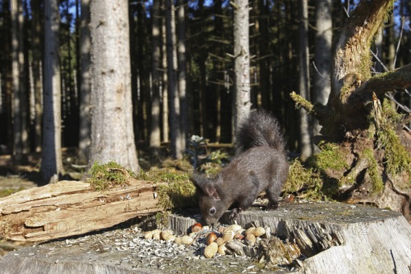 Squirrel (Sciurus) feeding in winter in the forest, Allgäu, Bavaria, Germany, Allgäu, Bavaria, Germany