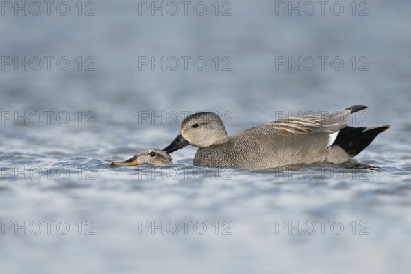 Copulating, mating ducks... Gadwall (Anas strepera), relatively common native wild duck species, male pushes the female for copulation, mating almost completely under water, holding on to her head with his beak, native nature, Lower Rhine, Rhineland, North Rhine-Westphalia, Germany, Western Europe