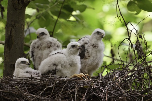 Chicks in the nest... Sparrowhawk (Accipiter nisus), young, not yet fledged birds of prey in down plumage, beginning moult into juvenile plumage, sparrowhawk offspring in their nest in the crown of a deciduous tree, local nature, Meerbusch, Lower Rhine, Rhineland, North Rhine-Westphalia, Germany, Western Europe